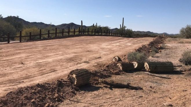 Saguaro cacti, some of which are more than 200 years old, are being destroyed in the construction of the border wall.  Photo courtesy of Laiken Jordahl.
