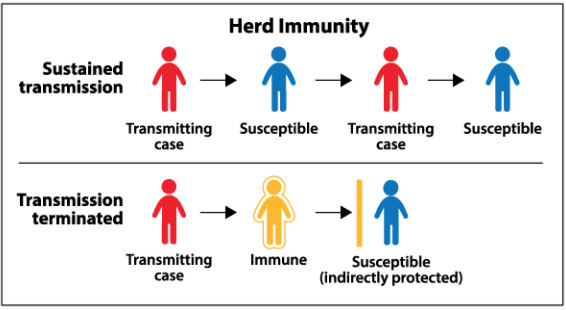 Herd immunity prevents cases of a virus from spreading among individuals because if there is a high enough number of immunized individuals, the chances of a carrier of a disease coming into contact with someone susceptible to the disease decreases dramatically.
