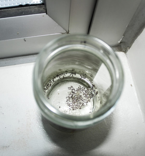 Ants crawl through the classroom into a jar. The ant problem at West High has increased over the years, and students and faculty have searched for solutions. Student Sebastian Sumrit (11) expressed, I think it’s clever that teachers are coming up with new solutions to get rid of ants in the classroom.”