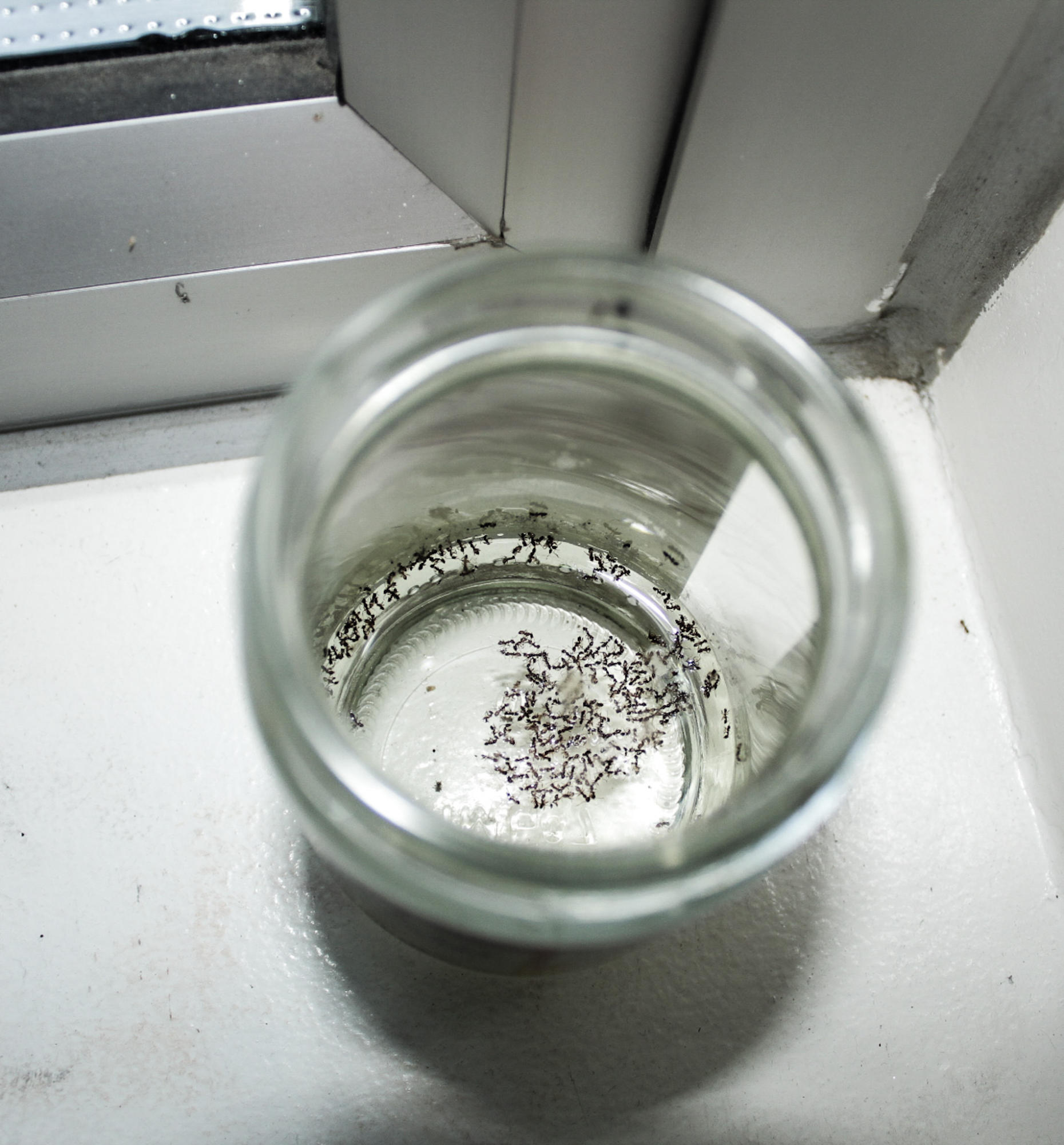 Ants crawl through the classroom into a jar. The ant problem at West High has increased over the years, and students and faculty have searched for solutions. Student Sebastian Sumrit (11) expressed, I think it’s clever that teachers are coming up with new solutions to get rid of ants in the classroom.”